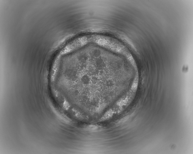 X0000090440542200708102029