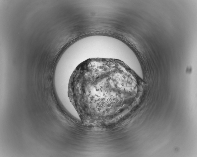X0000090440546200708102029
