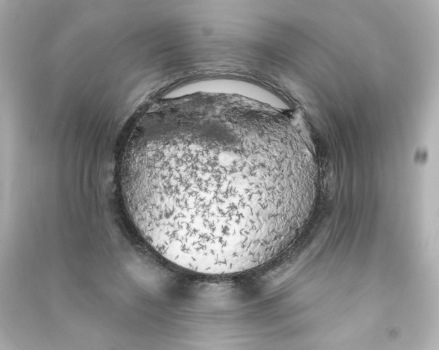 X0000090440548200708102029