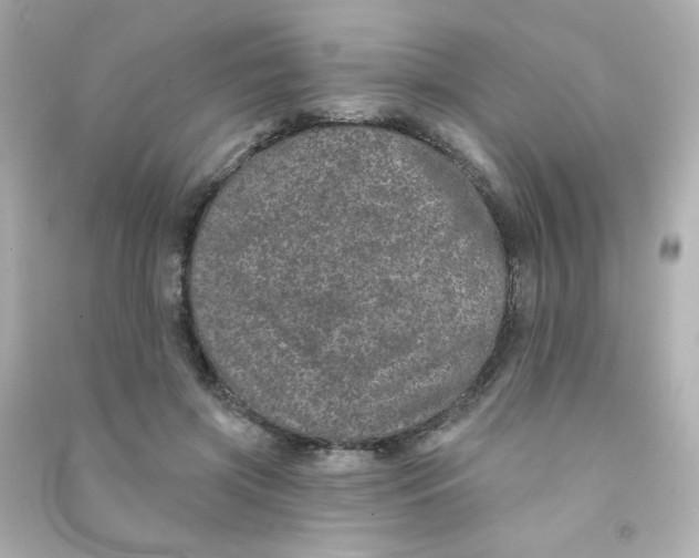 X0000090440549200708102029