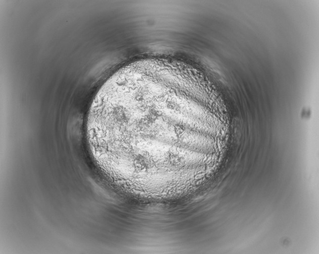 X0000090440550200708102029