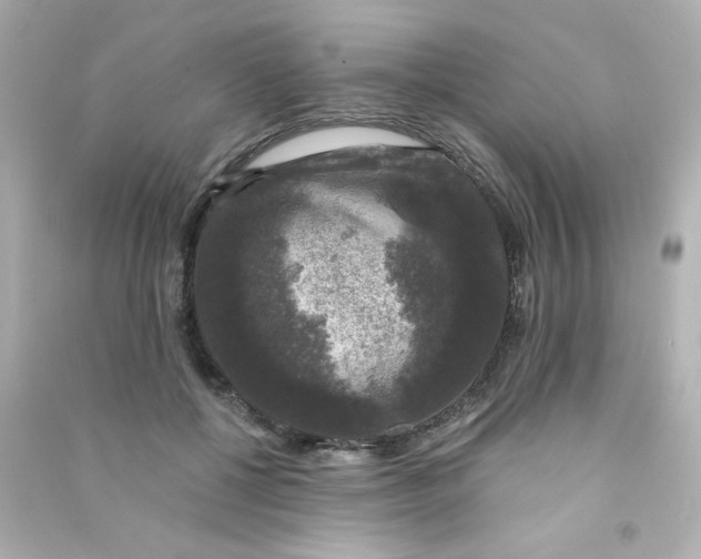X0000090440552200708102029