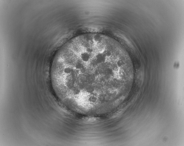 X0000090440553200708102029
