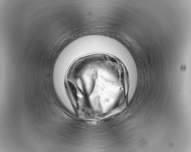 X0000090440558200708102029