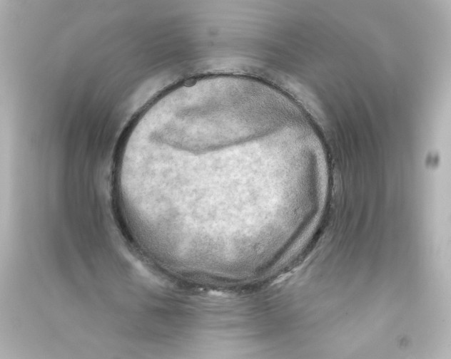 X0000090440578200708102029