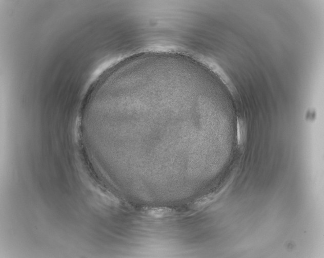 X0000090440579200708102029