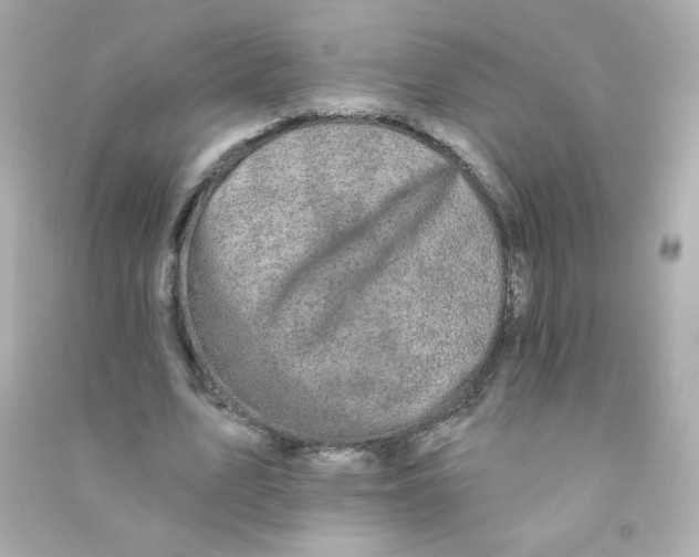X0000090440583200708102029