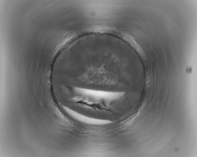 X0000090440585200708102029