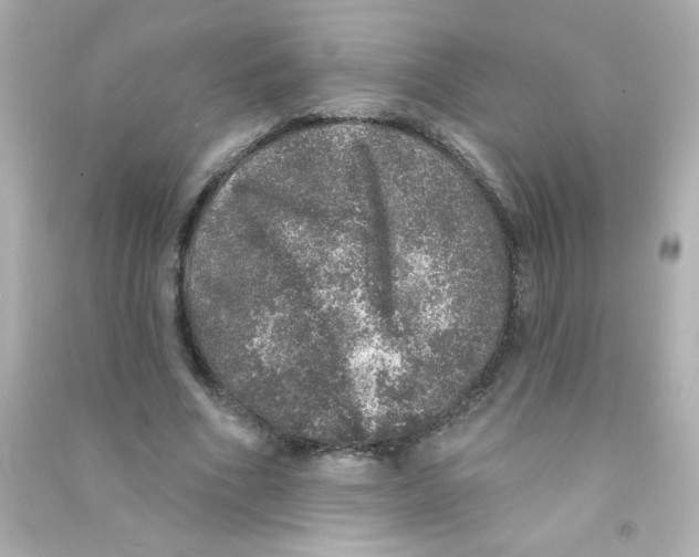 X0000090440586200708102029
