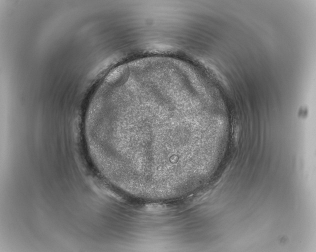 X0000090440591200708102029