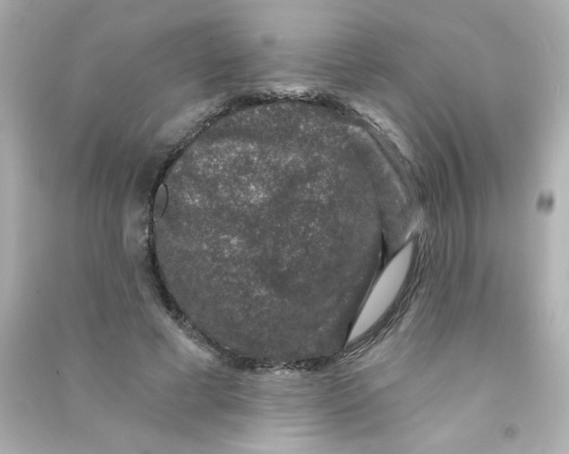 X0000090440593200708102029