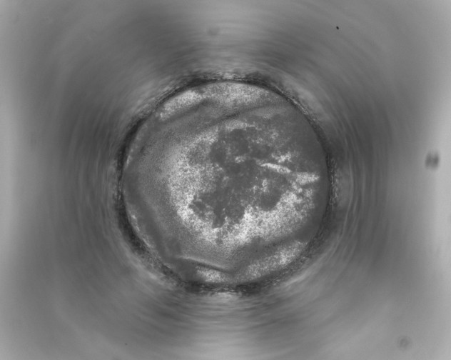 X0000090440594200708102029