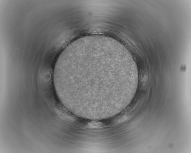 X0000090440603200708102029