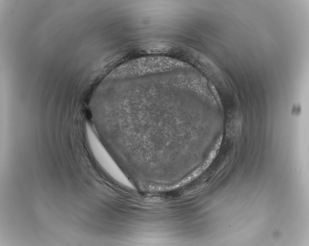 X0000090440604200708102029