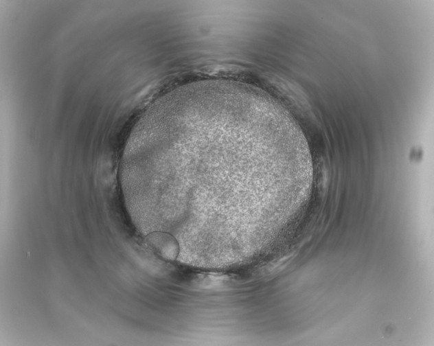 X0000090440607200708102029