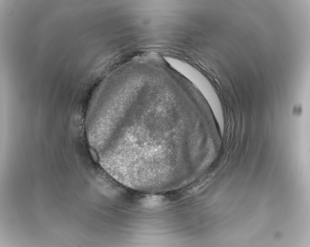 X0000090440609200708102029