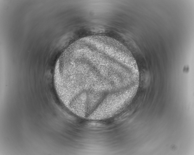 X0000090440614200708102029