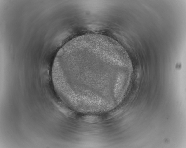 X0000090440615200708102029