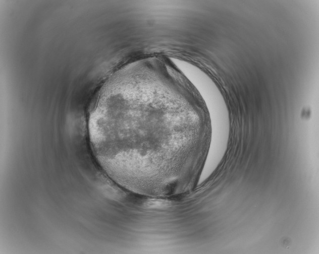 X0000090440617200708102029
