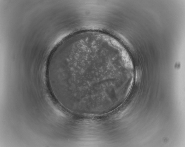 X0000090440627200708102028