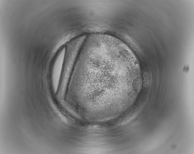 X0000090440634200708102028