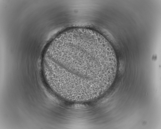 X0000090440636200708102028