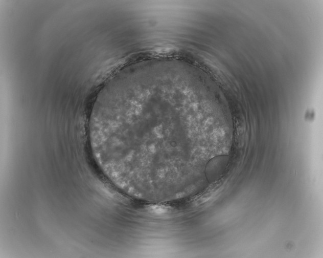 X0000090440654200708102028