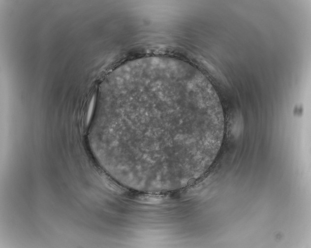 X0000090440661200708102028