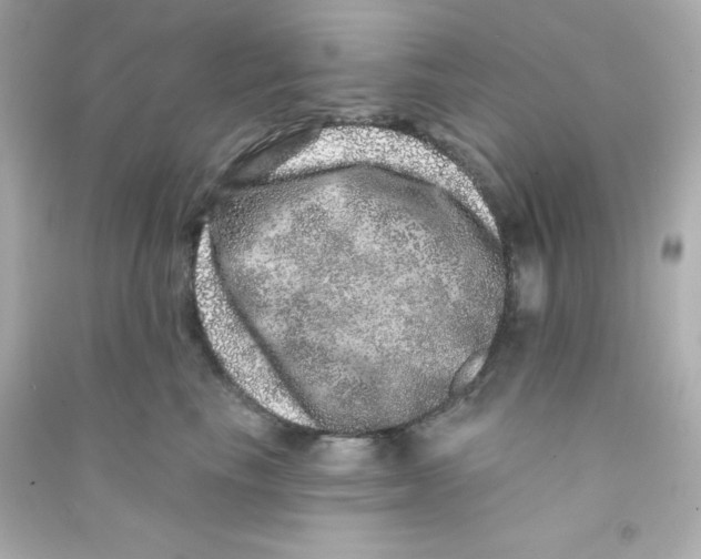 X0000090440665200708102028