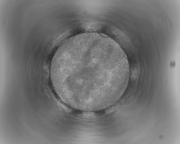 X0000090440666200708102028