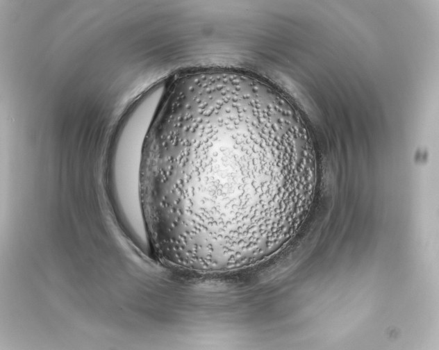 X0000090440677200708102028