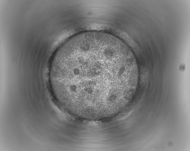 X0000090440683200708102028