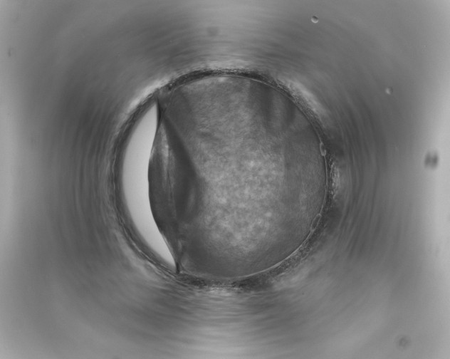 X0000090440684200708102028