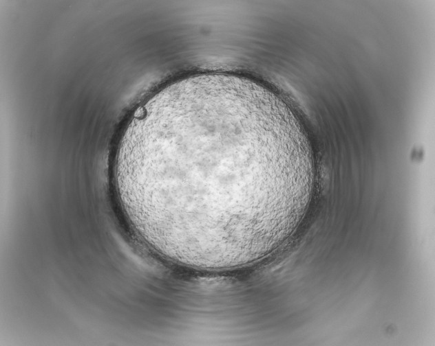 X0000090440686200708102028