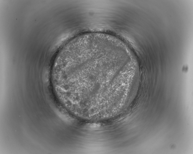 X0000090440687200708102028