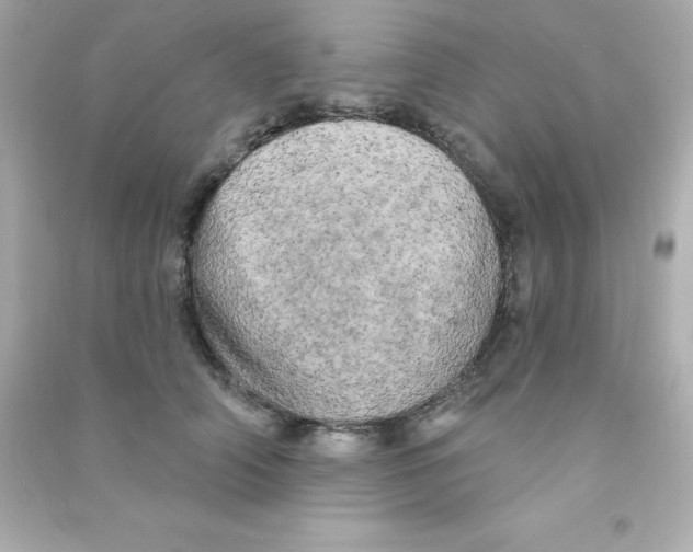 X0000090440706200708102027