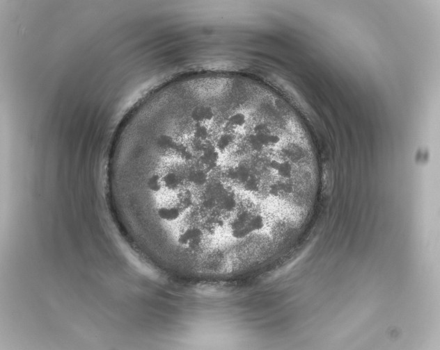 X0000090440725200708102026
