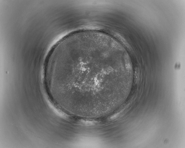 X0000090440726200708102026