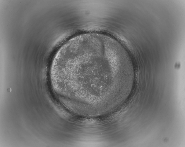 X0000090440735200708102027