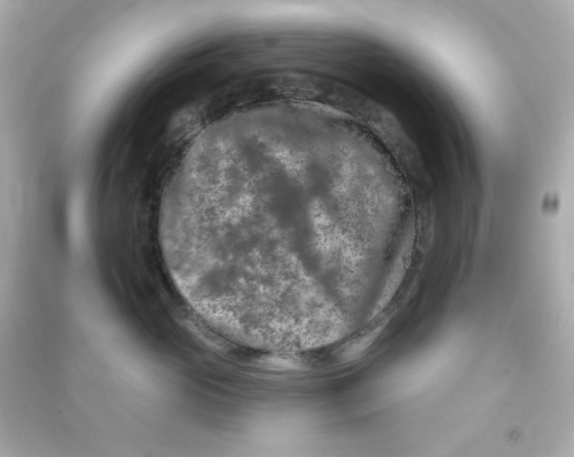 X0000090440765200708102027