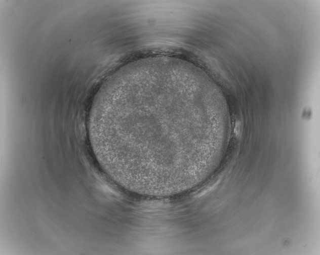 X0000090440771200708102026