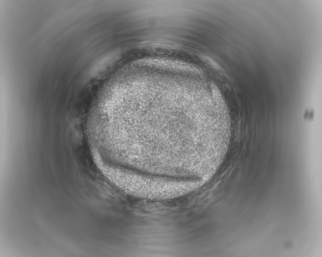 X0000090440774200708102026