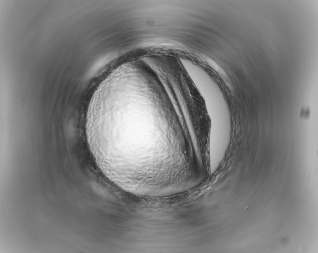 X0000090440775200708102026