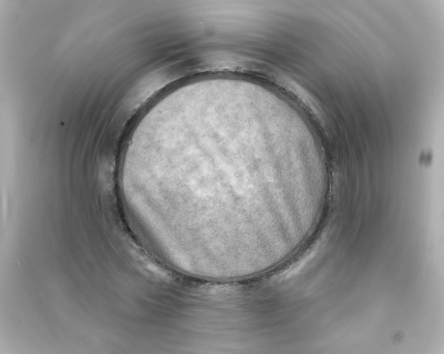 X0000090440778200708102026