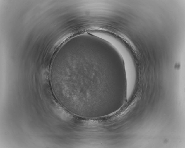 X0000090440785200708102026