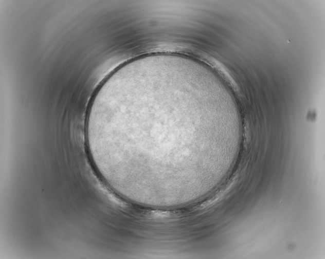 X0000090440794200708102026