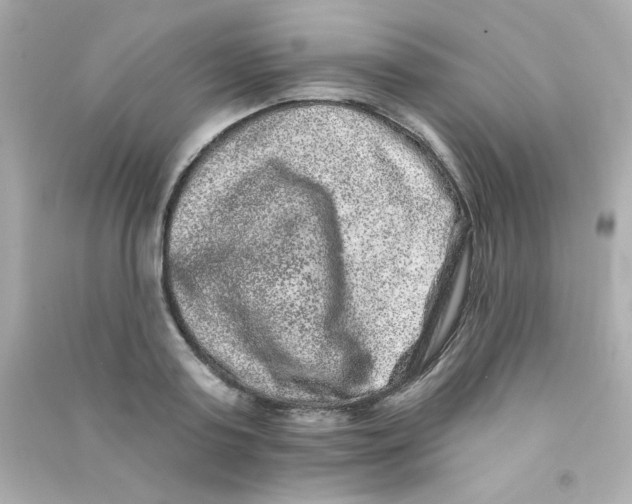 X0000090440795200708102026