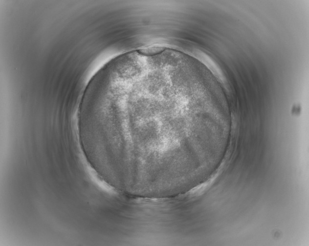X0000090440814200708102026