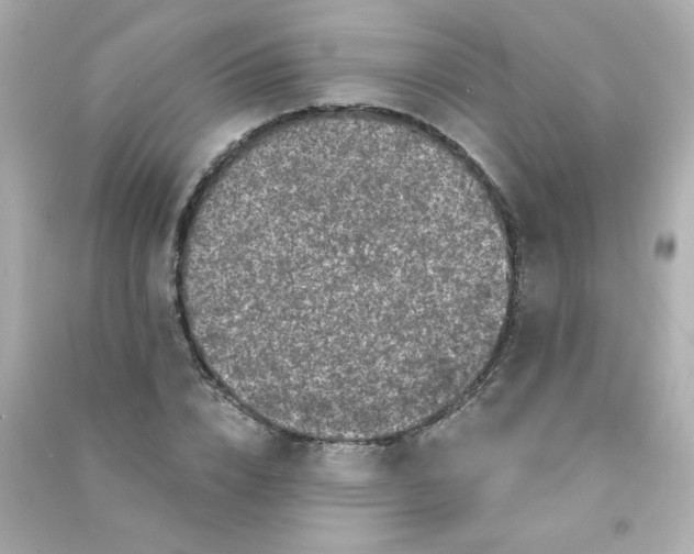 X0000090440832200708102025