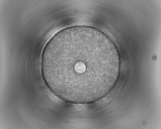 X0000090440836200708102025